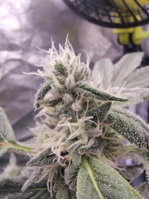 Barneys Farm Ananas Express. Week 7