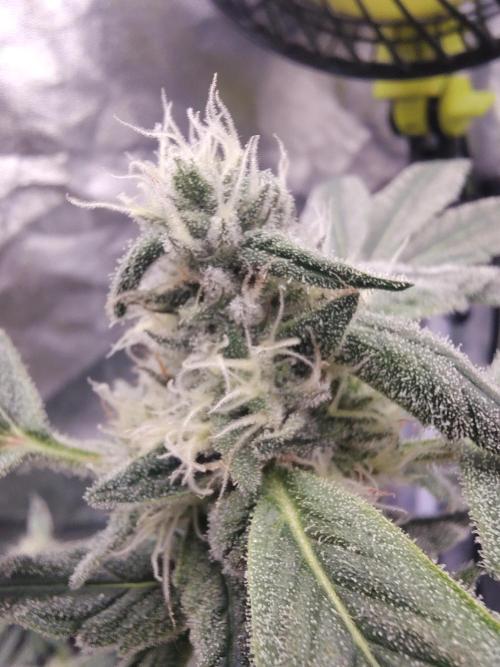Barneys Farm Ananas Express. Week 7