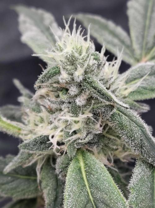 Barneys Farm Ananas Express. Week 7