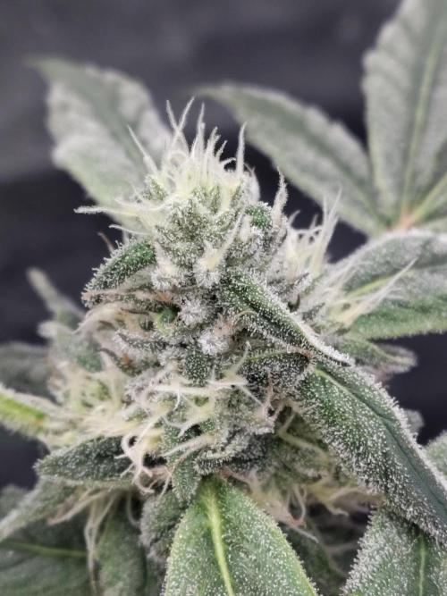 Barneys Farm Ananas Express. Week 7
