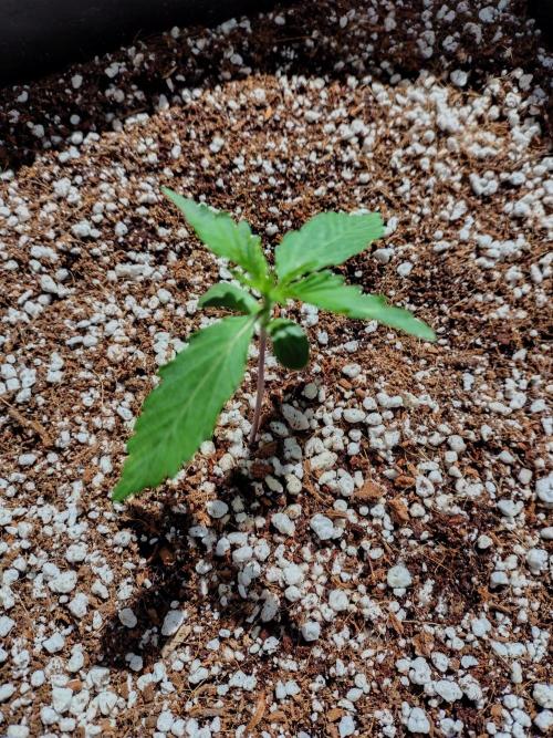 Fastbuds Gorilla Z Auto. Week 0