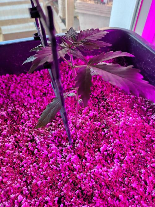 Fastbuds Gorilla Z Auto. Week 3
