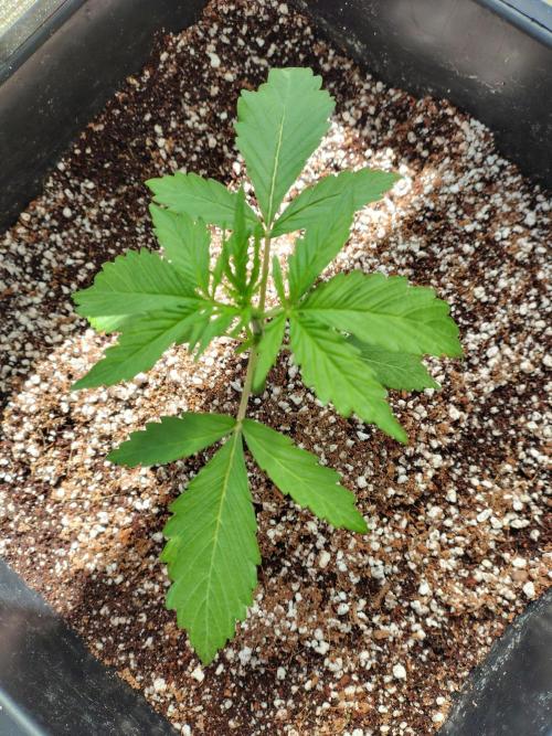 Fastbuds Gorilla Z Auto. Week 3