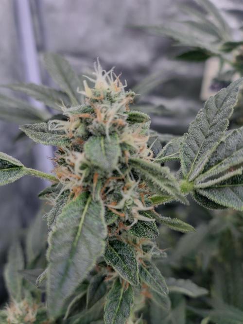 Fastbuds Mixpack 💚💚💚. Week 7