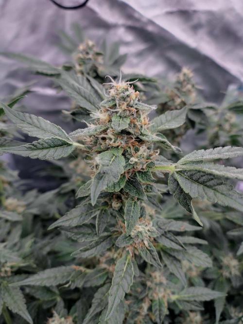 Fastbuds Mixpack 💚💚💚. Week 7
