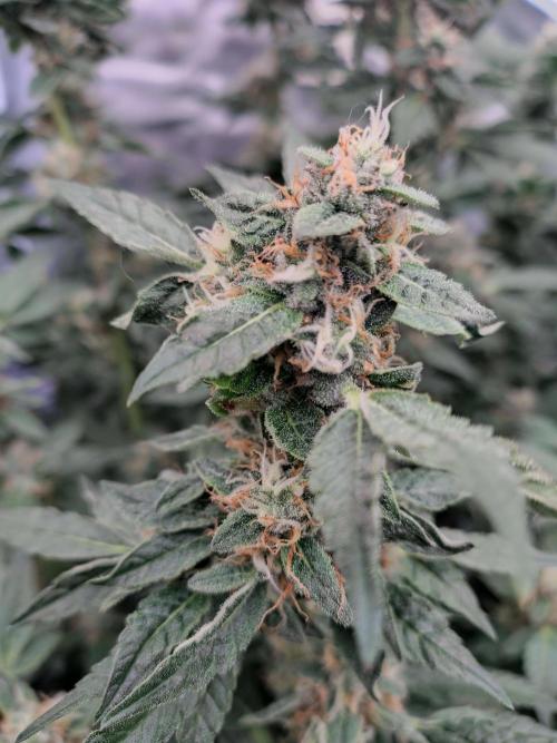 Fastbuds Mixpack 💚💚💚. Week 7