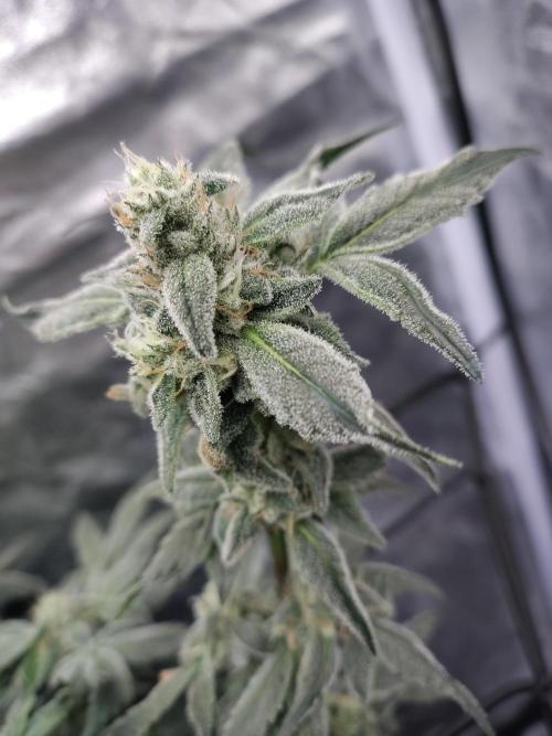Barneys Farm Ananas Express. Week 7