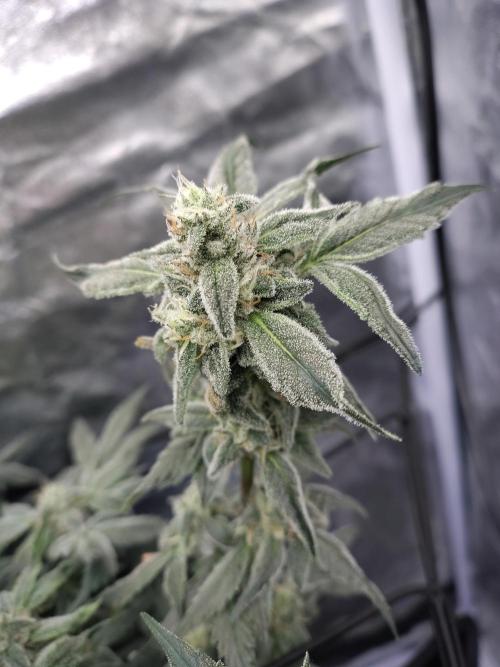 Barneys Farm Ananas Express. Week 7