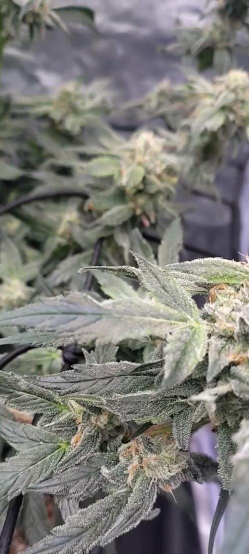 Barneys Farm Ananas Express