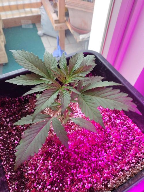 Fastbuds Gorilla Z Auto. Week 0