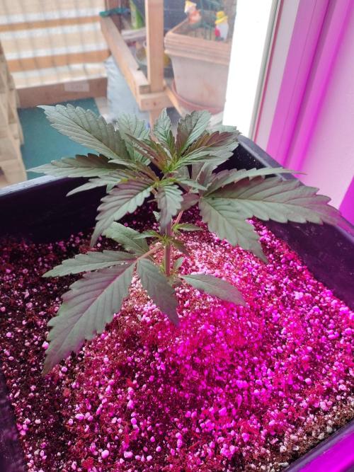 Fastbuds Gorilla Z Auto. Week 0