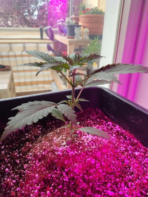 Fastbuds Gorilla Z Auto. Week 0