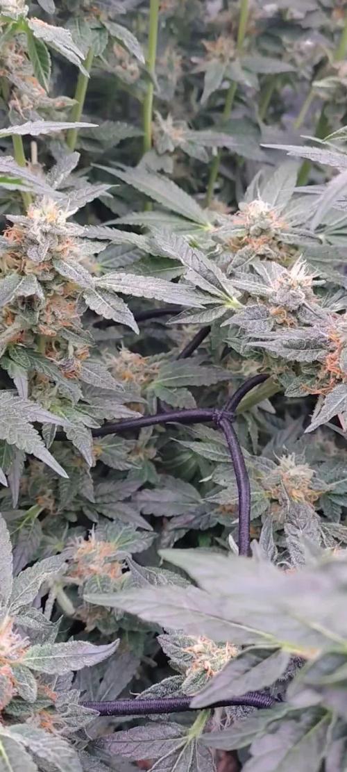 Fastbuds Mixpack 💚💚💚