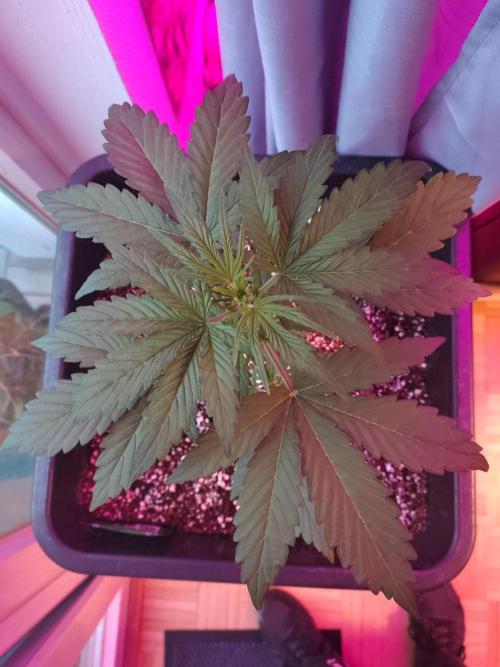 Fastbuds Gorilla Z Auto. Week 4