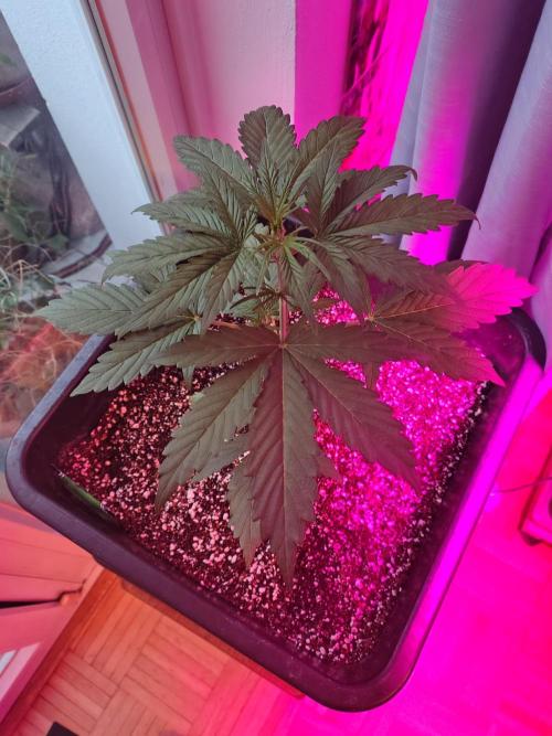 Fastbuds Gorilla Z Auto. Week 4