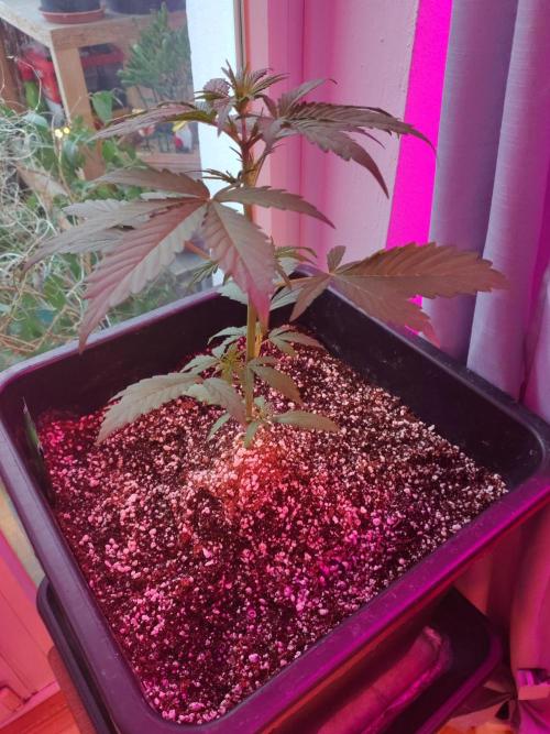 Fastbuds Gorilla Z Auto. Week 4