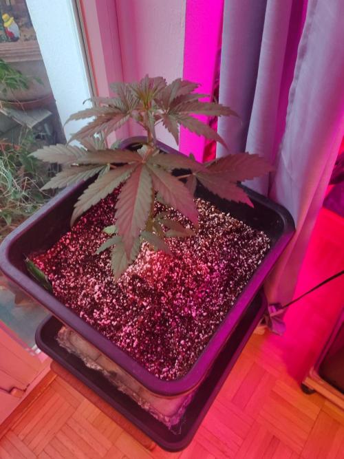 Fastbuds Gorilla Z Auto. Week 4 - Update Tag 22