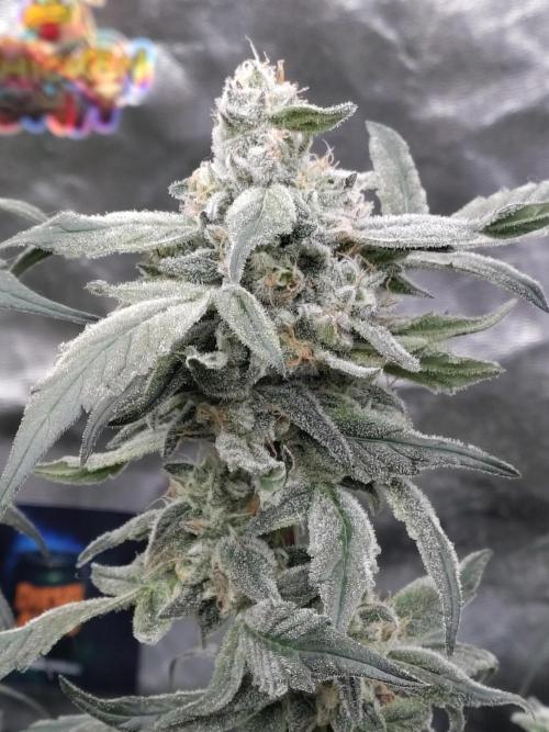 Barneys Farm Ananas Express. Week 8