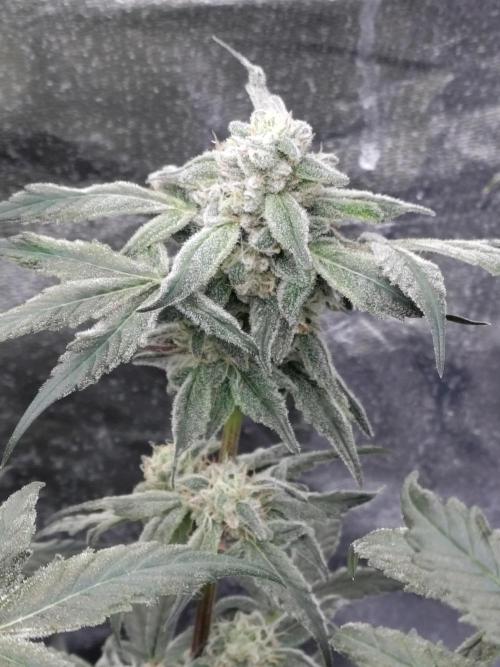 Barneys Farm Ananas Express. Week 8