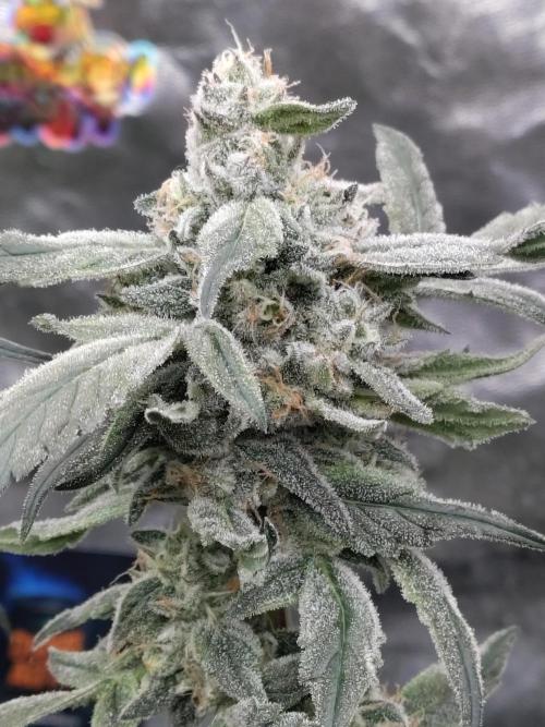 Barneys Farm Ananas Express. Week 8