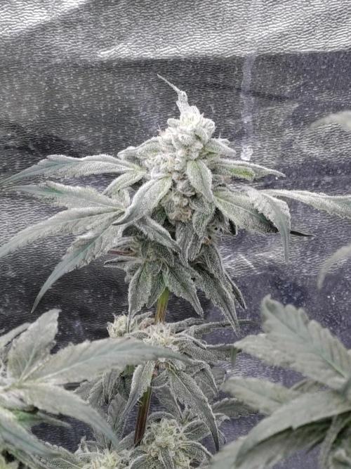 Barneys Farm Ananas Express. Week 8