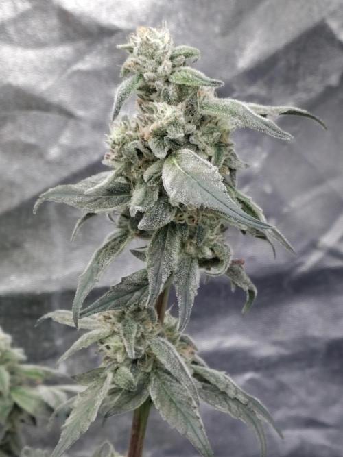 Barneys Farm Ananas Express. Week 8