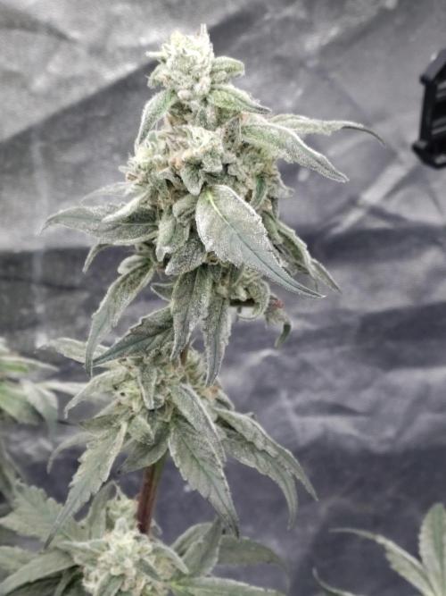 Barneys Farm Ananas Express. Week 8