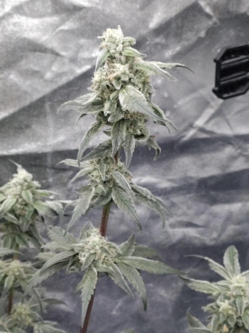Barneys Farm Ananas Express. Week 8