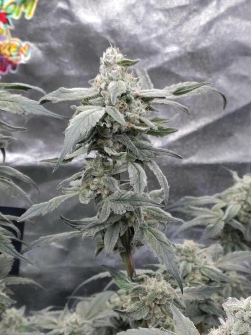 Barneys Farm Ananas Express. Week 8