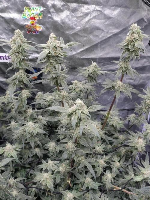 Barneys Farm Ananas Express. Week 8