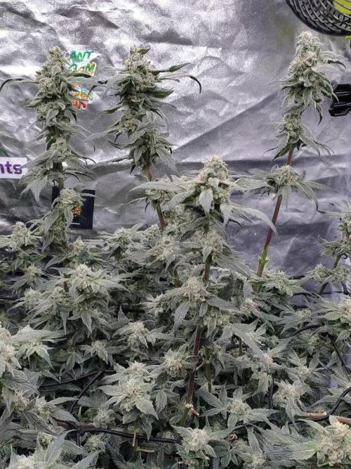 Barneys Farm Ananas Express. Week 8