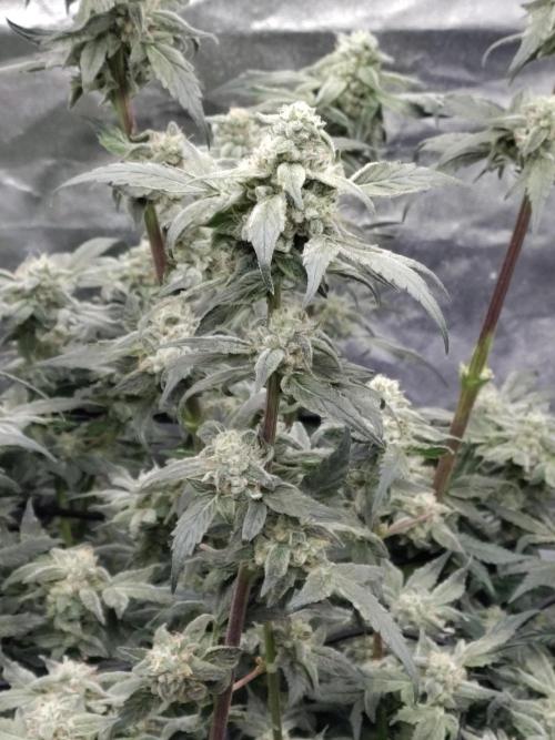 No name. Week 8