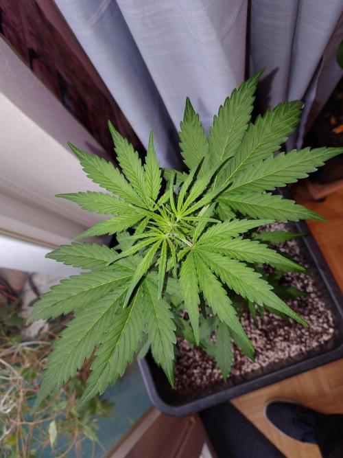 Fastbuds Gorilla Z Auto. Week 6