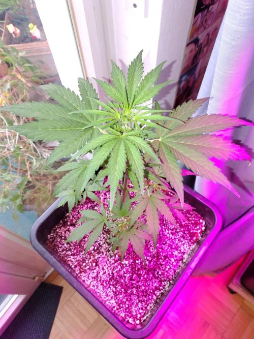 Fastbuds Gorilla Z Auto. Week 6