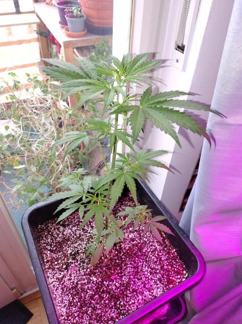 Fastbuds Gorilla Z Auto. Week 6