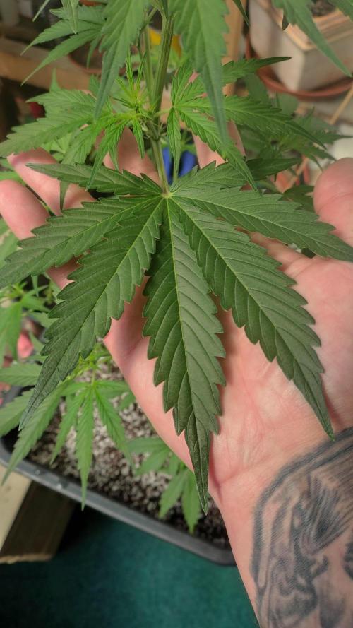 Fastbuds Gorilla Z Auto. Week 6