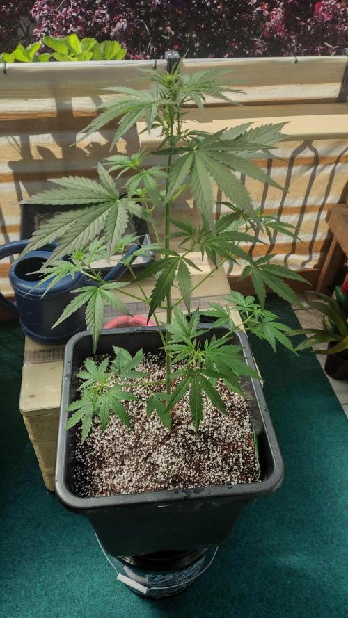 Fastbuds Gorilla Z Auto. Week 6