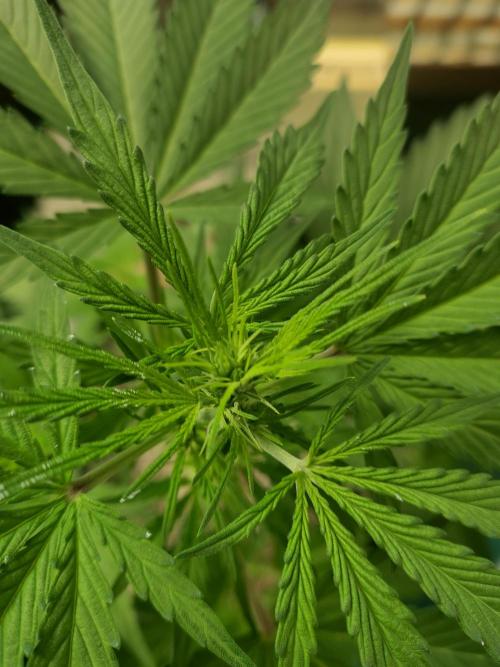 Fastbuds Gorilla Z Auto. Week 6