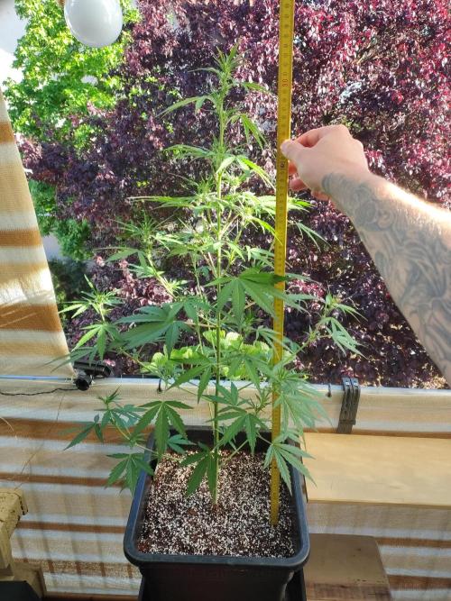 Fastbuds Gorilla Z Auto. Week 7