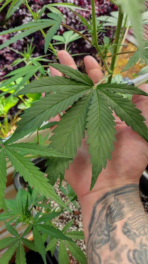 Fastbuds Gorilla Z Auto. Week 7