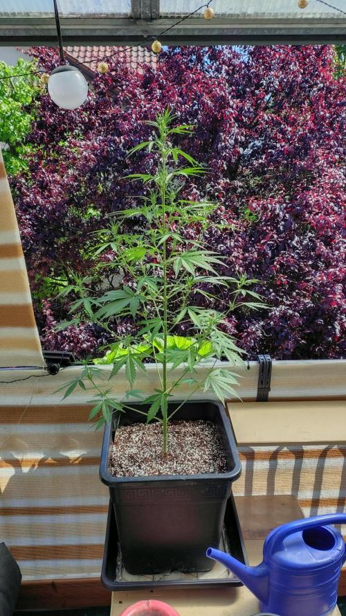 Fastbuds Gorilla Z Auto. Week 7