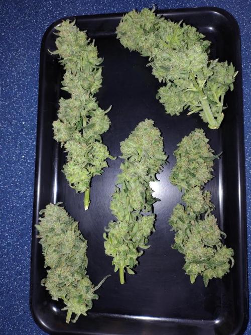 Fastbuds Wedding Cheesecake FF. Week 8