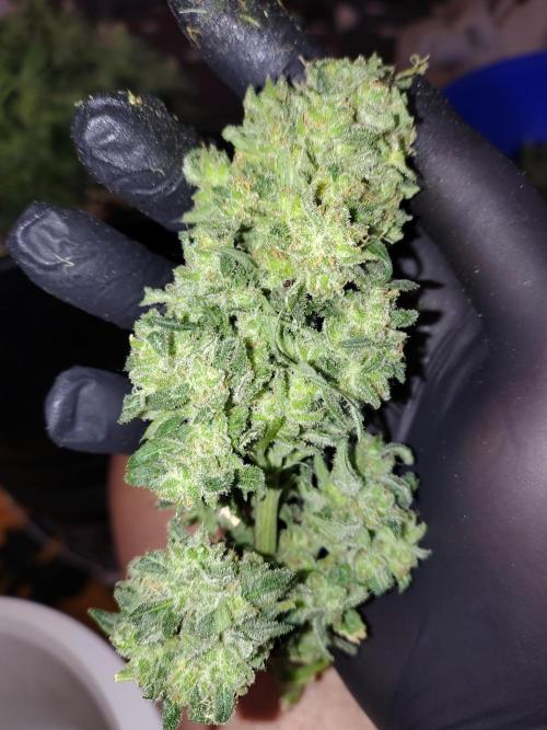 Fastbuds Wedding Cheesecake FF. Week 8