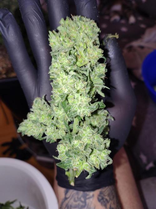 Fastbuds Wedding Cheesecake FF. Week 8