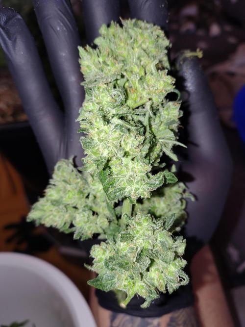 Fastbuds Wedding Cheesecake FF. Week 8