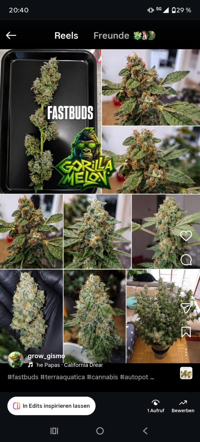Fastbuds Mixpack 💚💚💚. Week 10