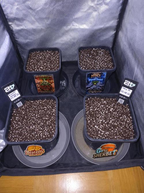 Biscotti Gelato. Week 0