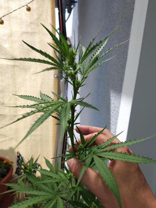 Fastbuds Gorilla Z Auto. Week 7