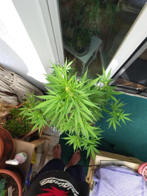 Fastbuds Gorilla Z Auto. Week 7