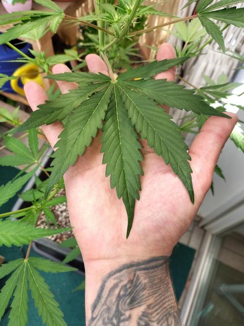 Fastbuds Gorilla Z Auto. Week 7